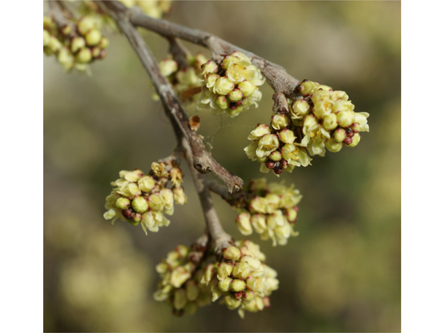 Rhus aromatica (Fragrant sumac) #37686