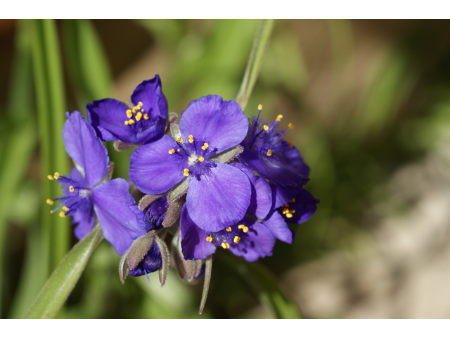 Tradescantia gigantea (Giant spiderwort) #37731