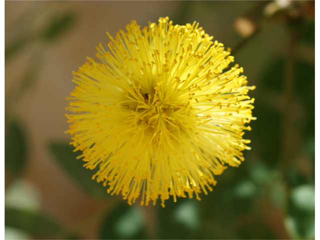 Leucaena retusa (Goldenball leadtree) #37737