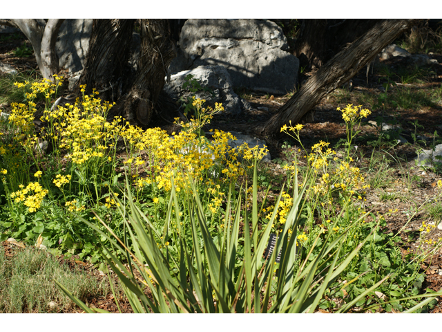 Packera obovata (Golden groundsel) #37748