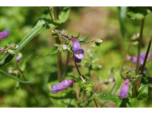 Penstemon tenuis (Brazos penstemon) #37760