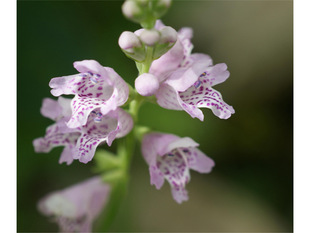 Physostegia intermedia (Spring obedient plant) #37765