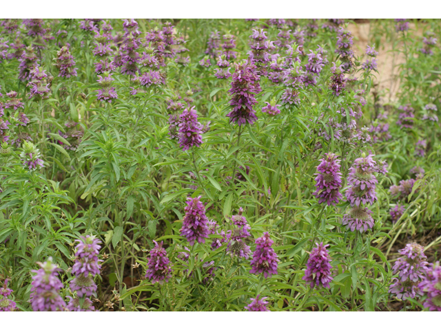 Monarda citriodora (Lemon beebalm) #37788