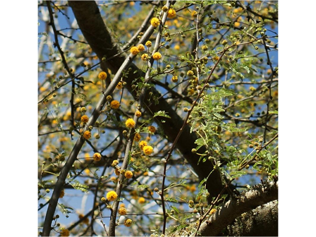 Vachellia farnesiana (Huisache) #37795