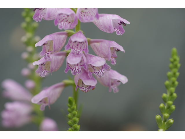 Physostegia intermedia (Spring obedient plant) #37867