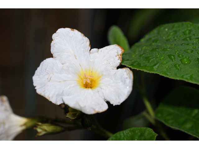 Cordia boissieri (Mexican olive) #37887