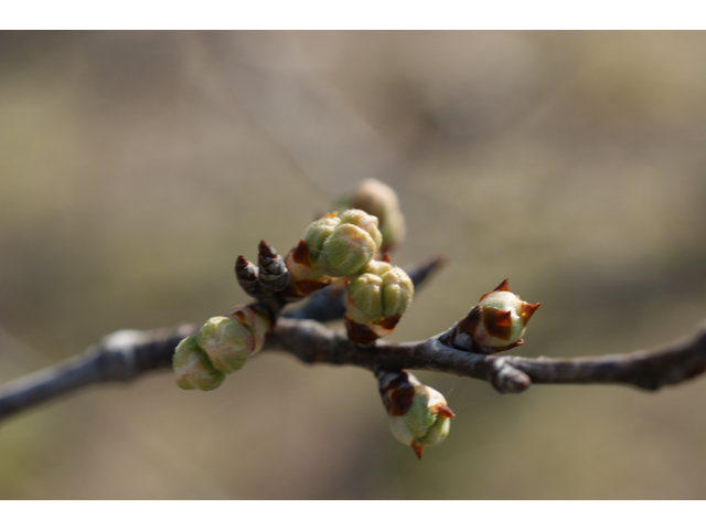 Prunus mexicana (Mexican plum) #37893