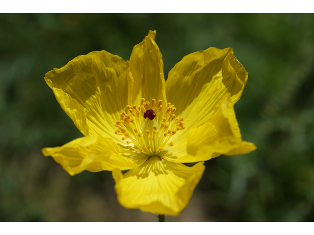 Argemone mexicana (Mexican prickly poppy) #37911