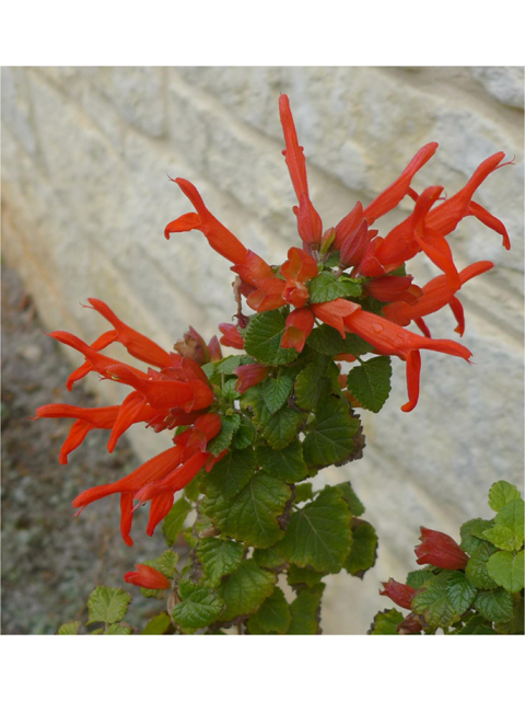 Salvia regla (Mountain sage) #37934