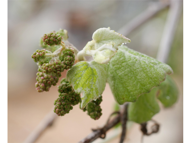 Vitis mustangensis (Mustang grape) #37949