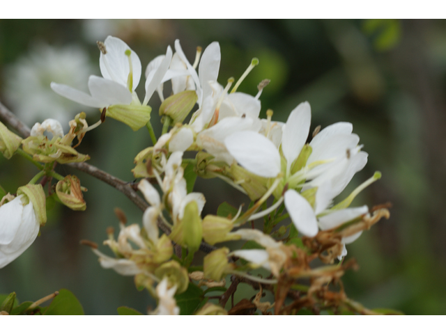 Bauhinia lunarioides (Anacacho orchid tree) #37967