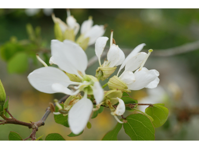 Bauhinia lunarioides (Anacacho orchid tree) #37974