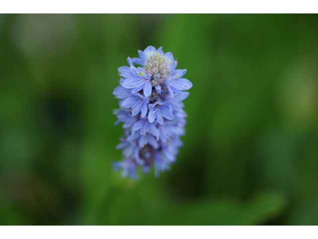 Pontederia cordata (Pickerelweed) #37993