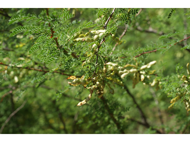 Mimosa texana (Texas mimosa) #38017