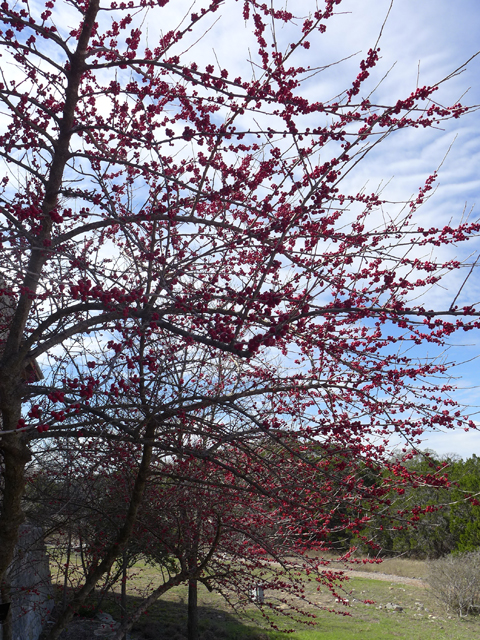 Ilex decidua (Possumhaw) #38027