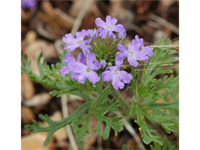 Glandularia bipinnatifida (Prairie verbena) #38052