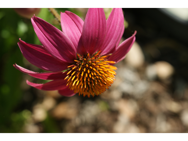 Echinacea purpurea (Eastern purple coneflower) #38059