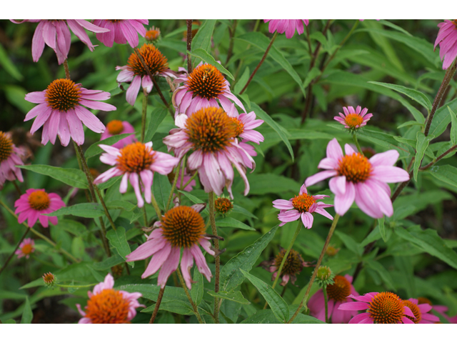 Echinacea purpurea (Eastern purple coneflower) #38066