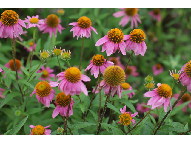 Echinacea purpurea (Eastern purple coneflower) #38067