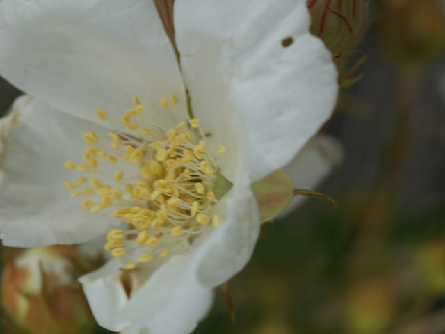 Fallugia paradoxa (Apache plume) #38124