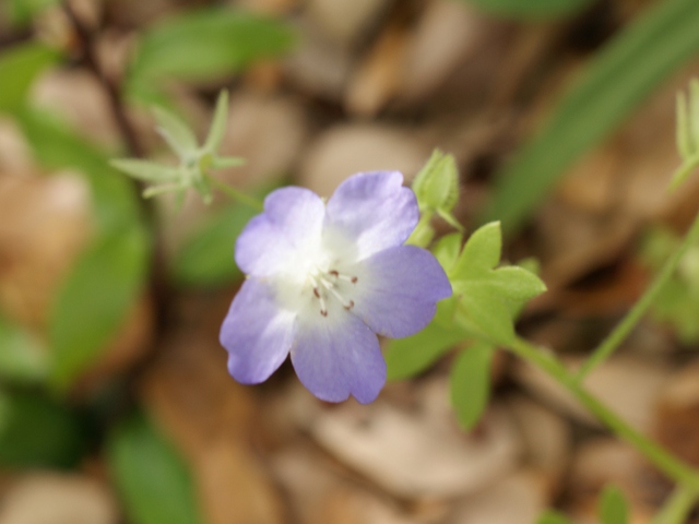 Nemophila phacelioides (Texas baby blue eyes) #38145