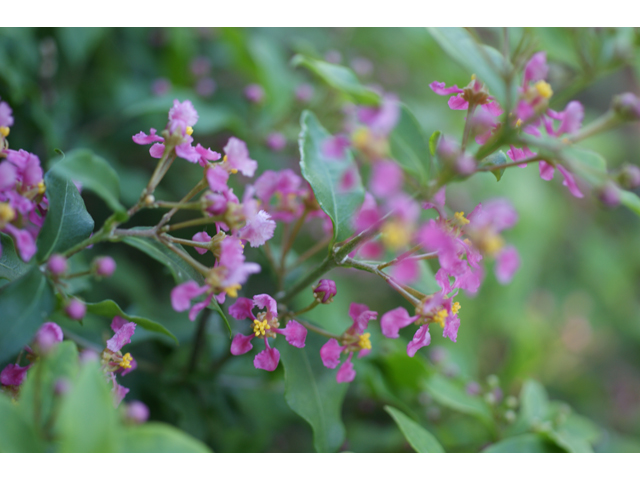 Malpighia glabra (Barbados cherry) #38150