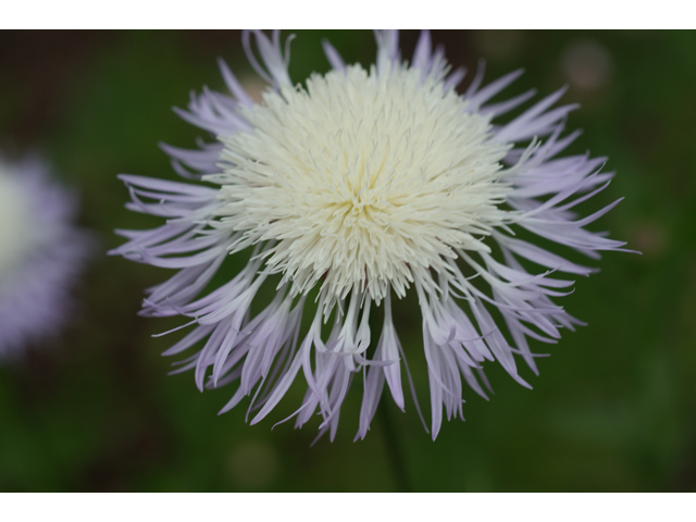 Centaurea americana (American basket-flower) #38159