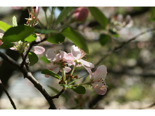 Malus ioensis var. texana (Texas crabapple) #38171