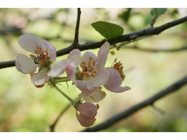 Malus ioensis var. texana (Texas crabapple) #38181