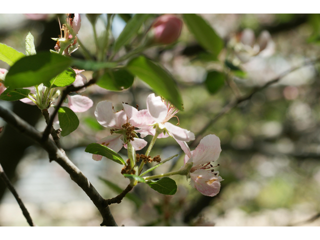 Malus ioensis var. texana (Texas crabapple) #38183