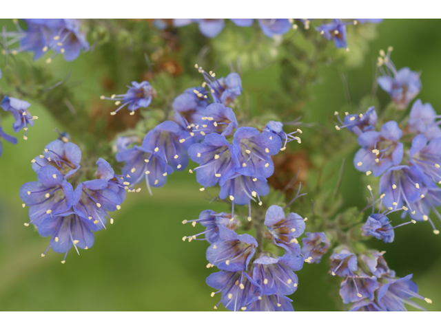 Phacelia congesta (Caterpillars) #38199