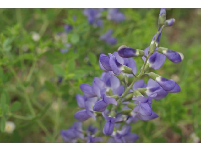 Baptisia australis (Blue wild indigo) #38212