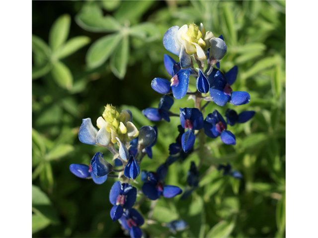 Lupinus texensis (Texas bluebonnet) #38225