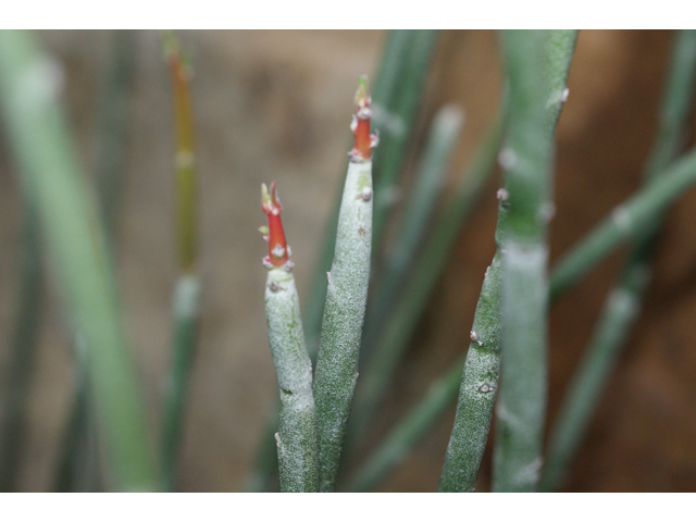 Euphorbia antisyphilitica (Candelilla) #38279