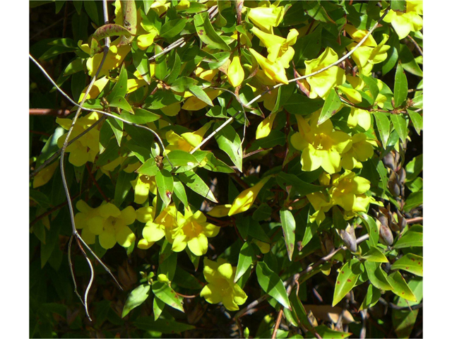 Gelsemium sempervirens (Carolina jessamine) #38287