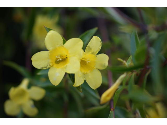 Gelsemium sempervirens (Carolina jessamine) #38288