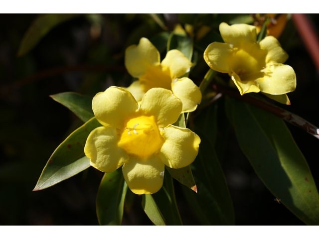 Gelsemium sempervirens (Carolina jessamine) #38295