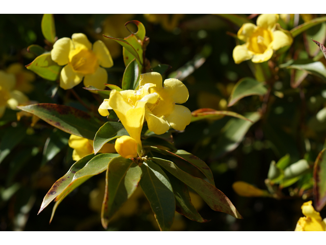 Gelsemium sempervirens (Carolina jessamine) #38298