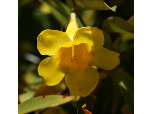 Gelsemium sempervirens (Carolina jessamine) #38299