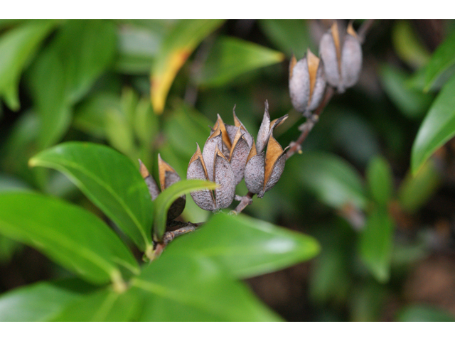 Gelsemium sempervirens (Carolina jessamine) #38310