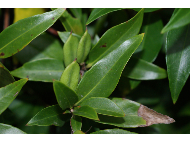 Gelsemium sempervirens (Carolina jessamine) #38312