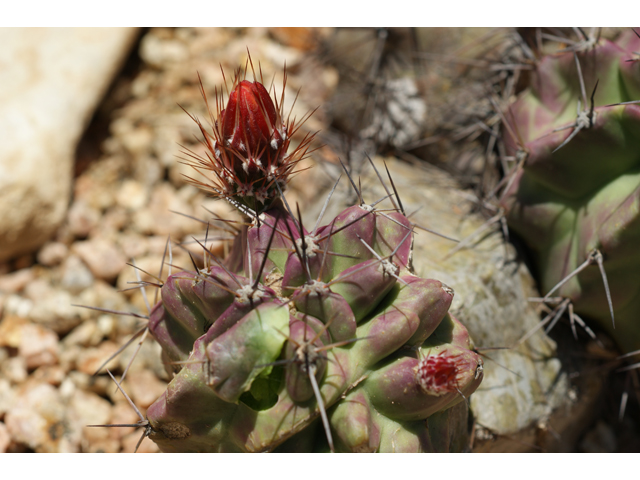 Echinocereus triglochidiatus (Claret cup) #38366