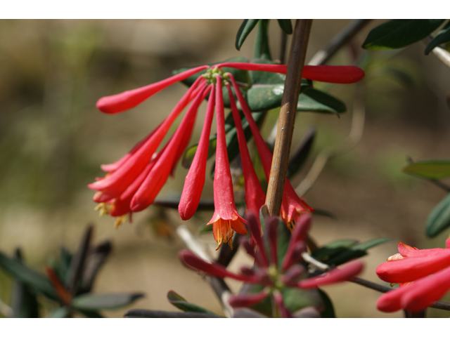 Lonicera sempervirens (Coral honeysuckle) #38386