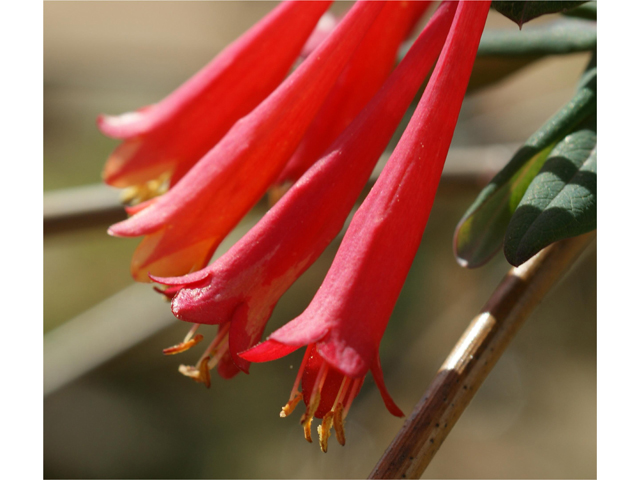 Lonicera sempervirens (Coral honeysuckle) #38390