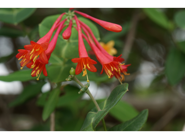 Lonicera sempervirens (Coral honeysuckle) #38399