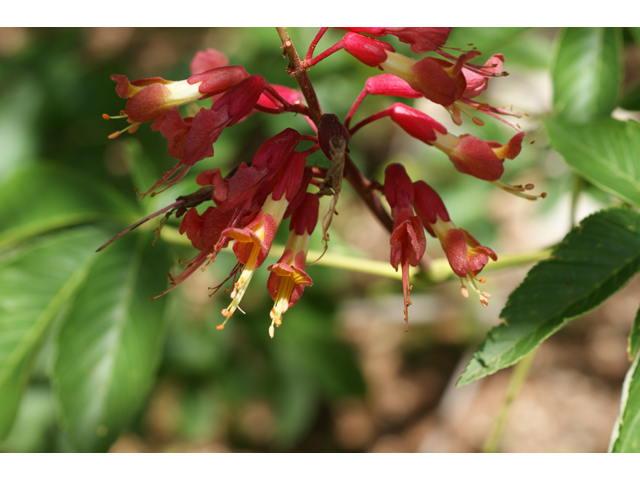 Aesculus pavia (Red buckeye) #38412