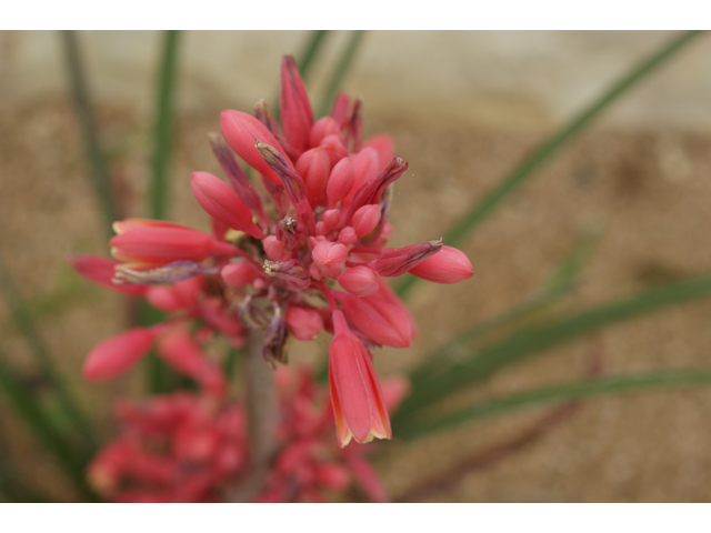 Aesculus pavia (Red buckeye) #38420