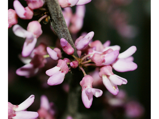 Cercis canadensis (Eastern redbud) #38463