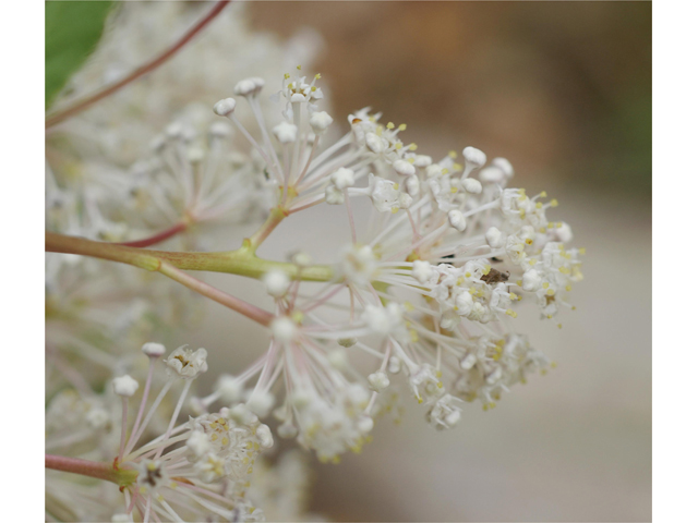 Ceanothus herbaceus (Prairie redroot) #38468