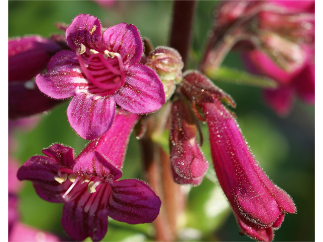 Penstemon triflorus (Hill country penstemon) #39545